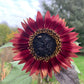 sunflower autumn beauty