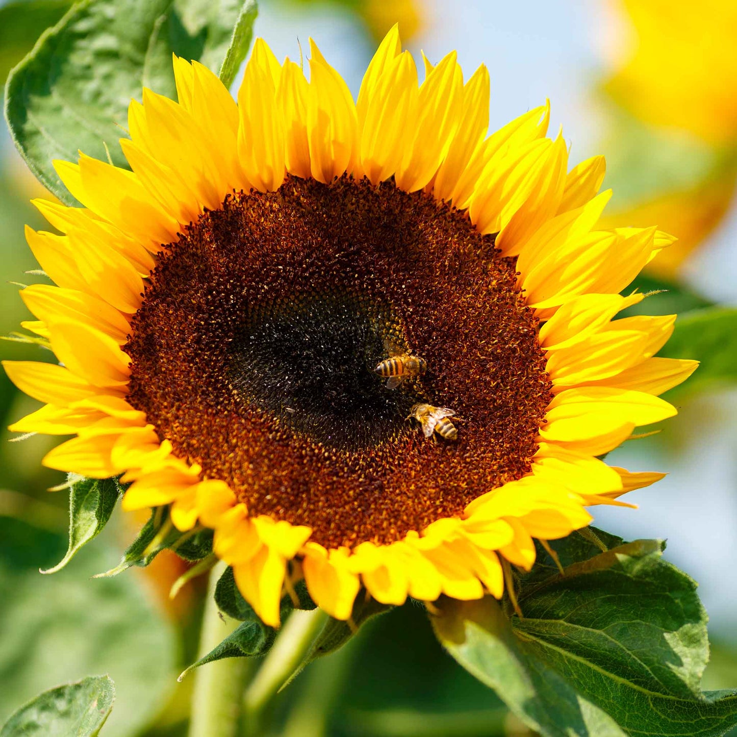 sunflower bambino