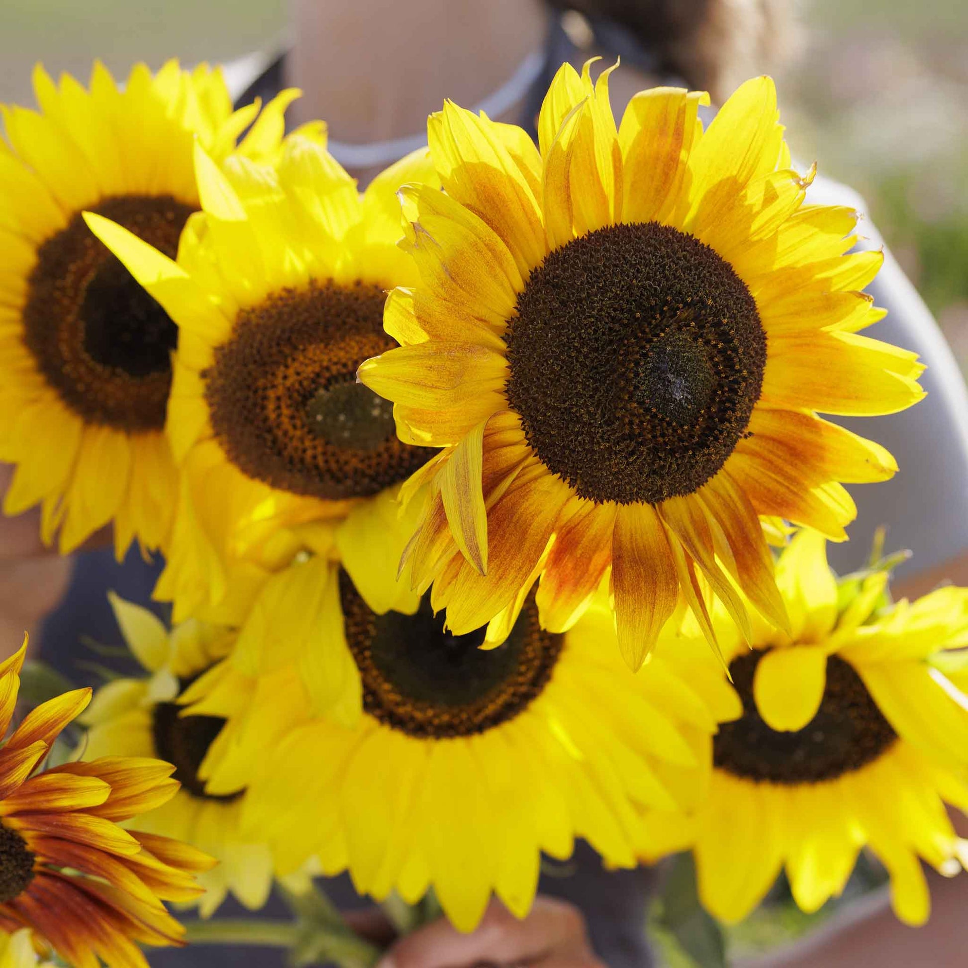 sunflower distino mix