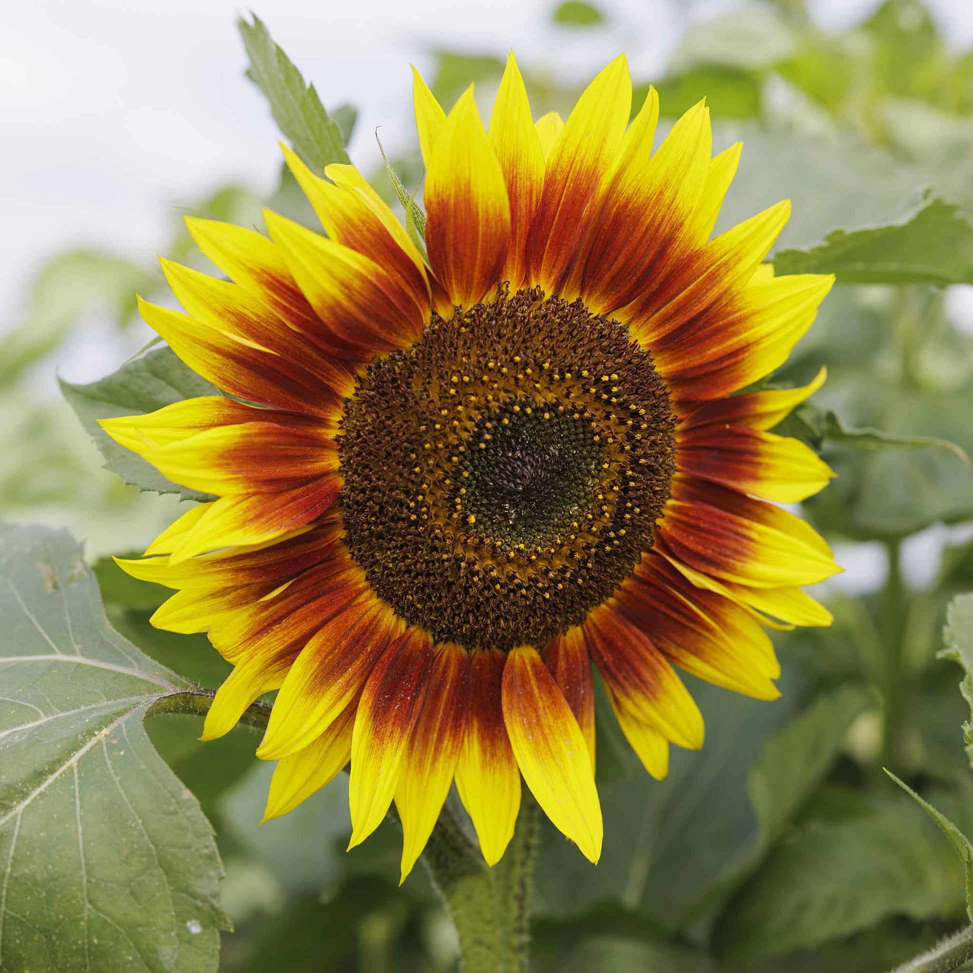 sunflower evening sun