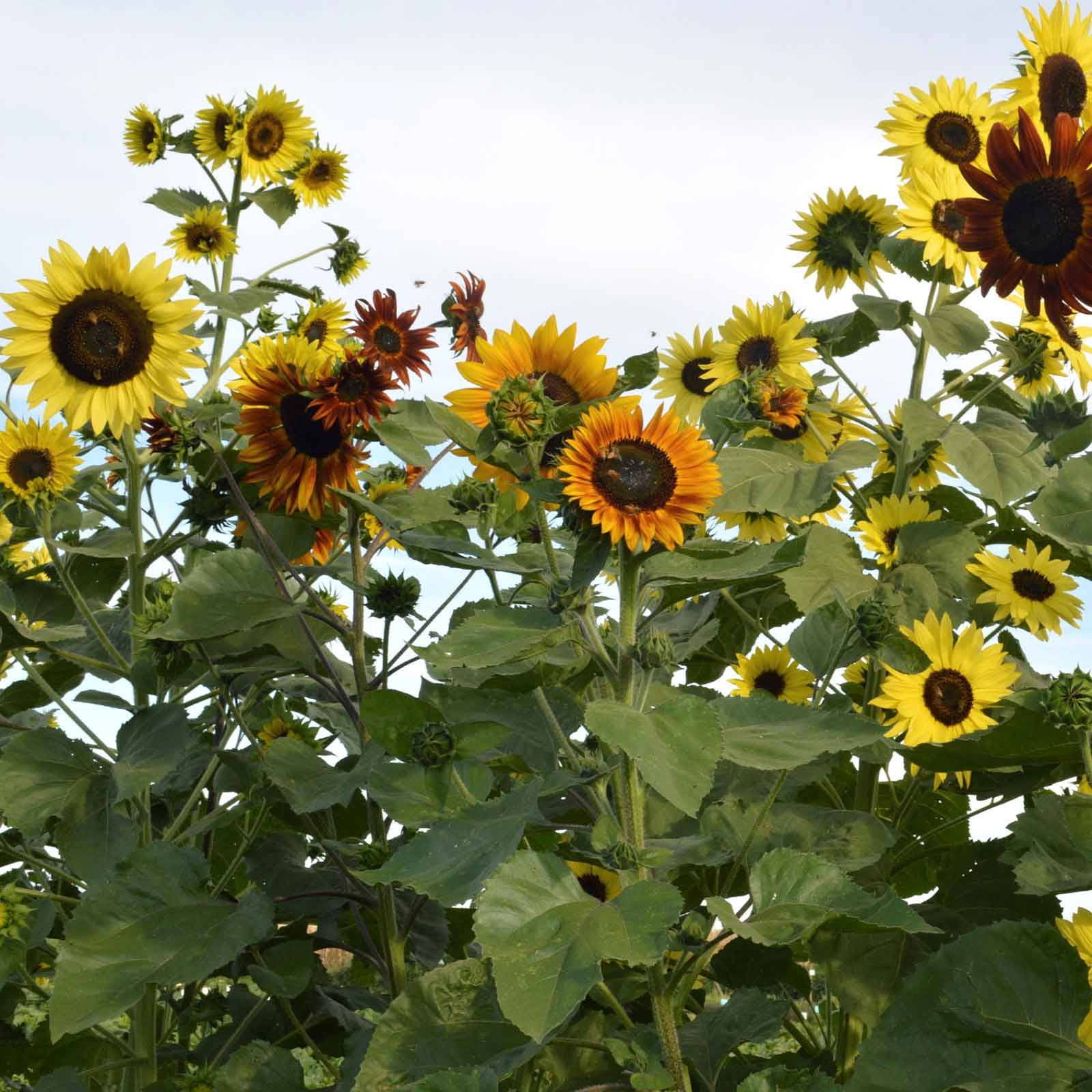 sunflower indian blanket