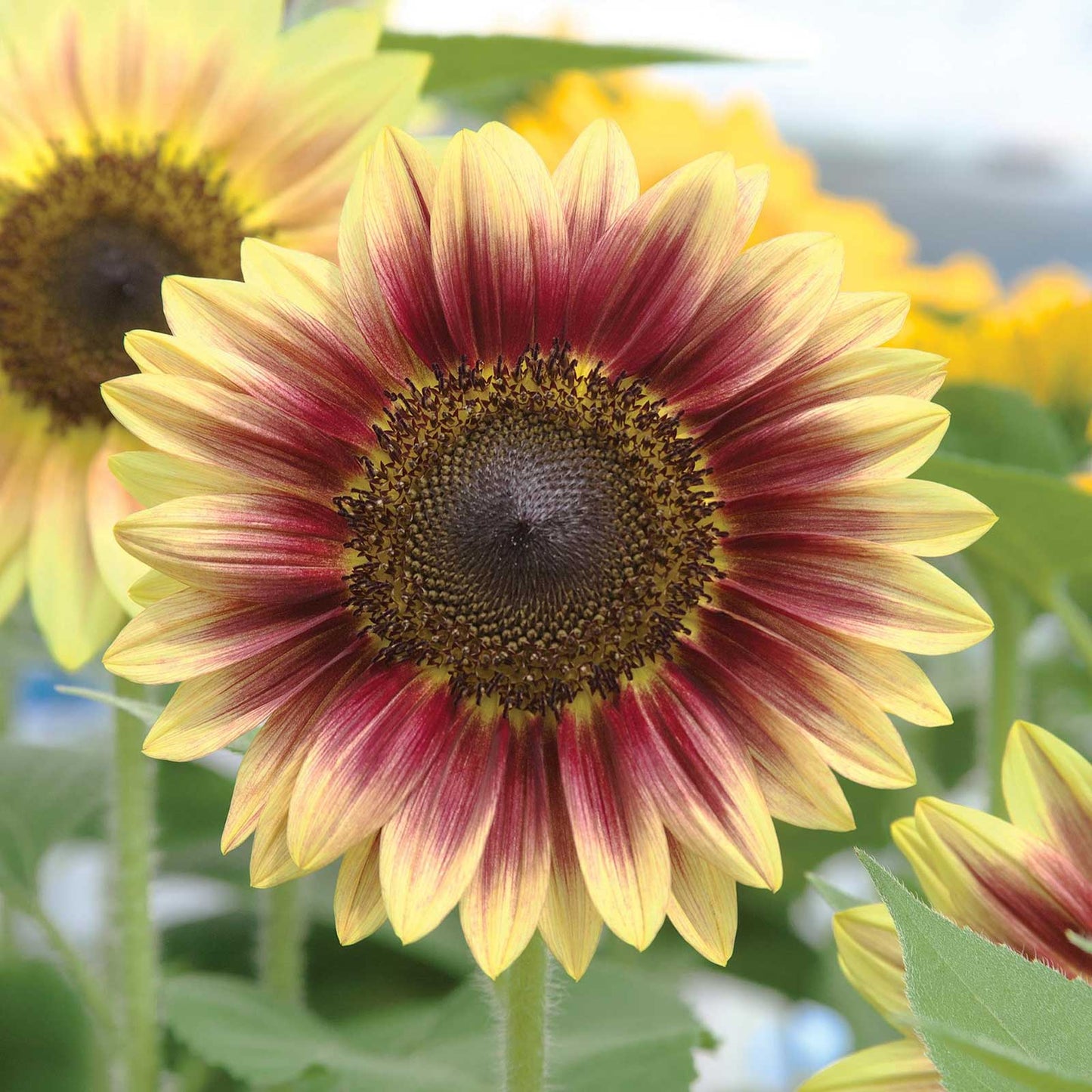 sunflower marley