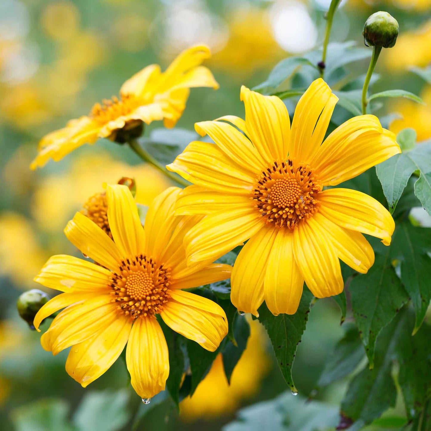 sunflower mexican yellow torch