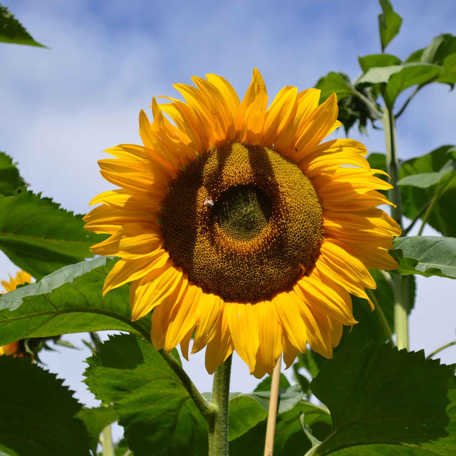 sunflower organic mammoth grey stripe