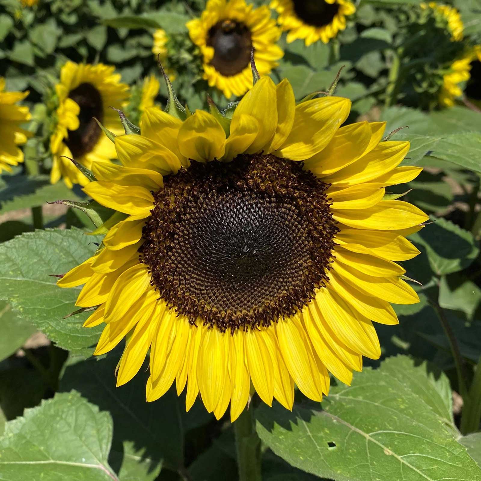 Bulk Sunflower Seeds - ProCut Lemon | Bulk Wildflowers