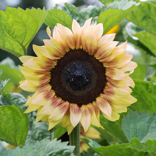 Sunflower ProCut Red Lemon Bicolor