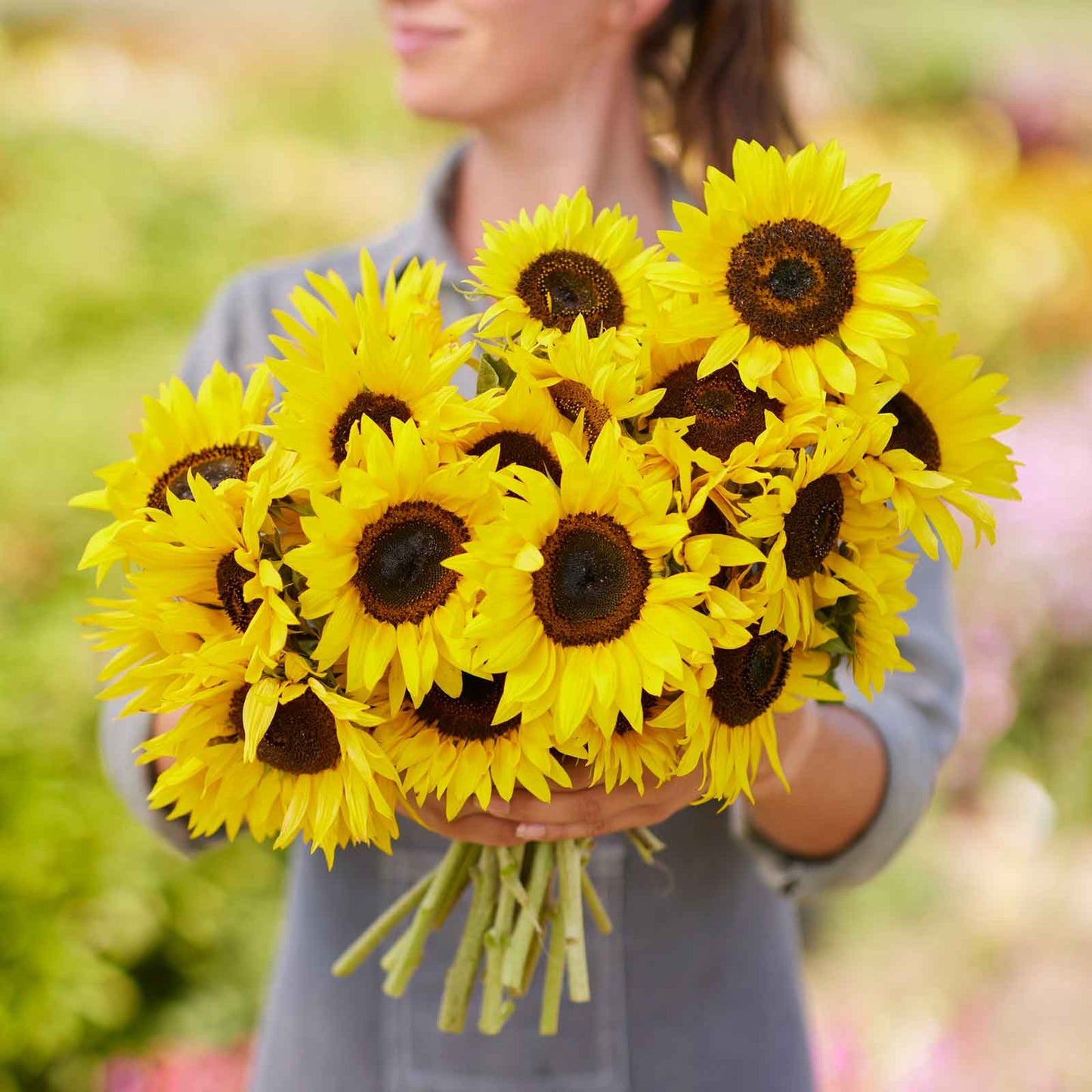 sunflower twilight zone