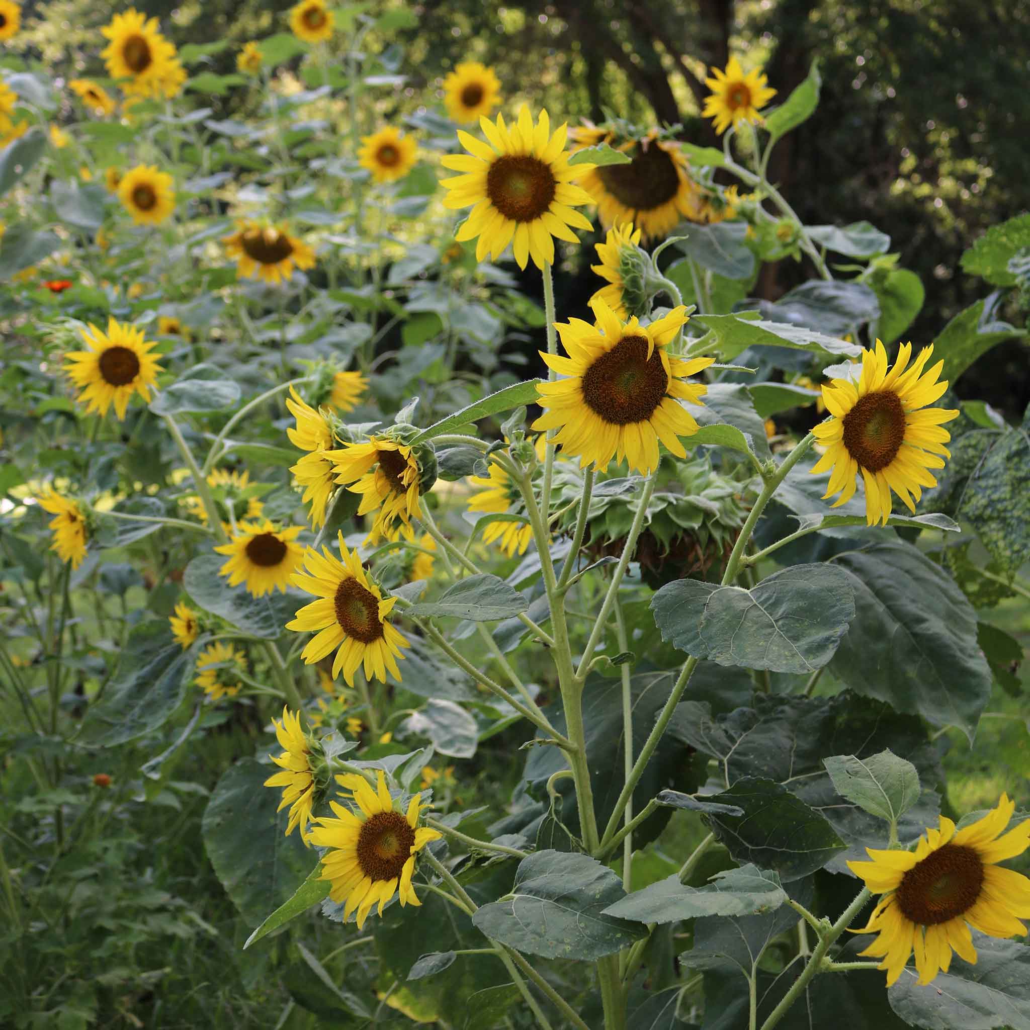 Fashion Wild Sunflowers