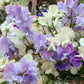 sweet pea blue mix