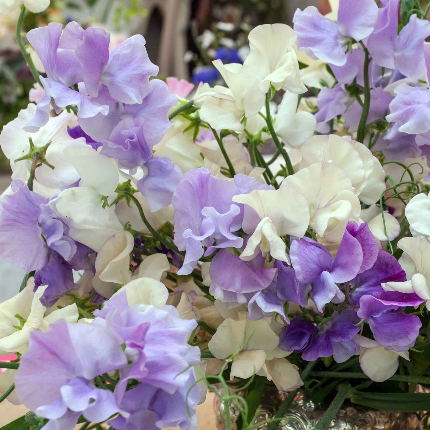 sweet pea blue mix