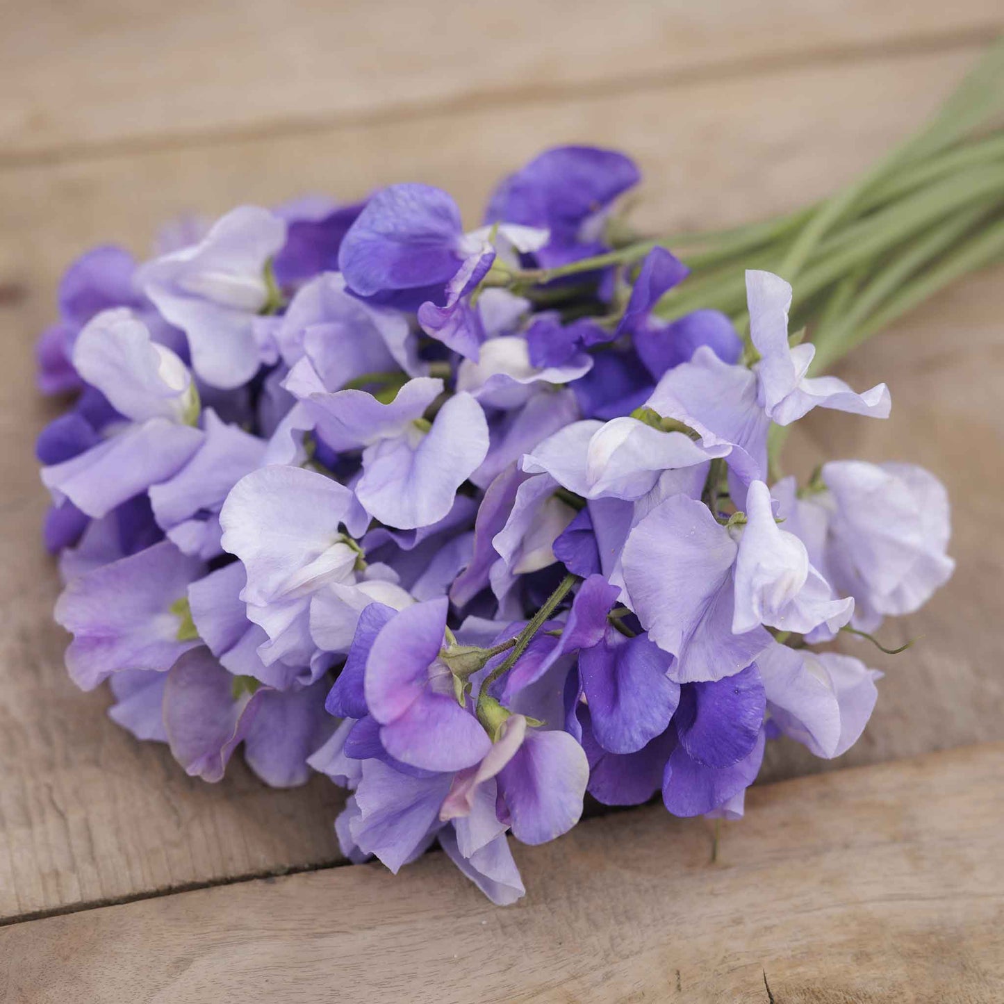 sweet pea blue mix