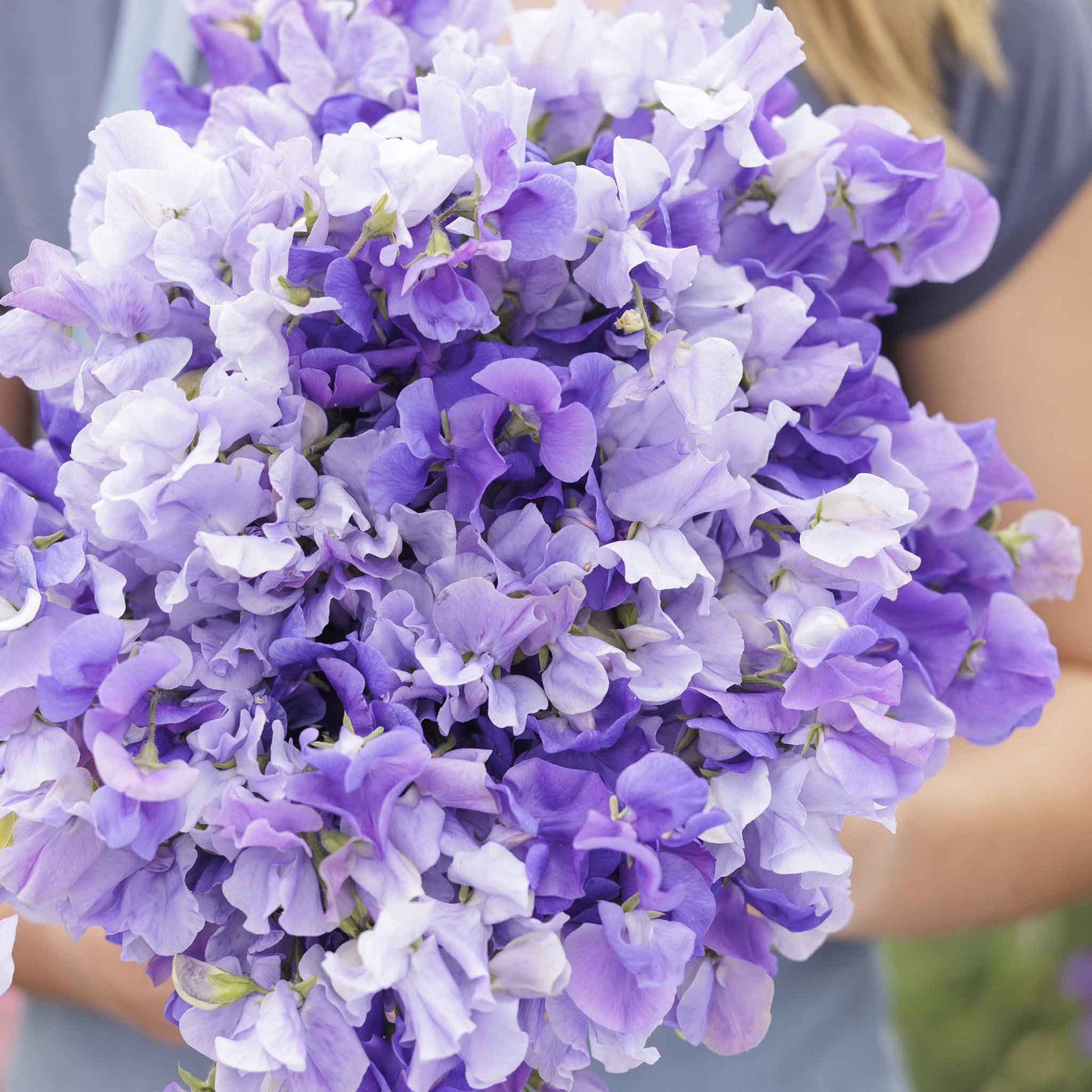 sweet pea blue mix