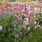 sweet pea knee high mix