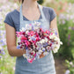 sweet pea streamer mix