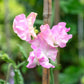 Bulk Sweet Pea Seeds - Yvette Ann