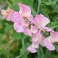 Bulk Sweet Pea Seeds - Yvette Ann