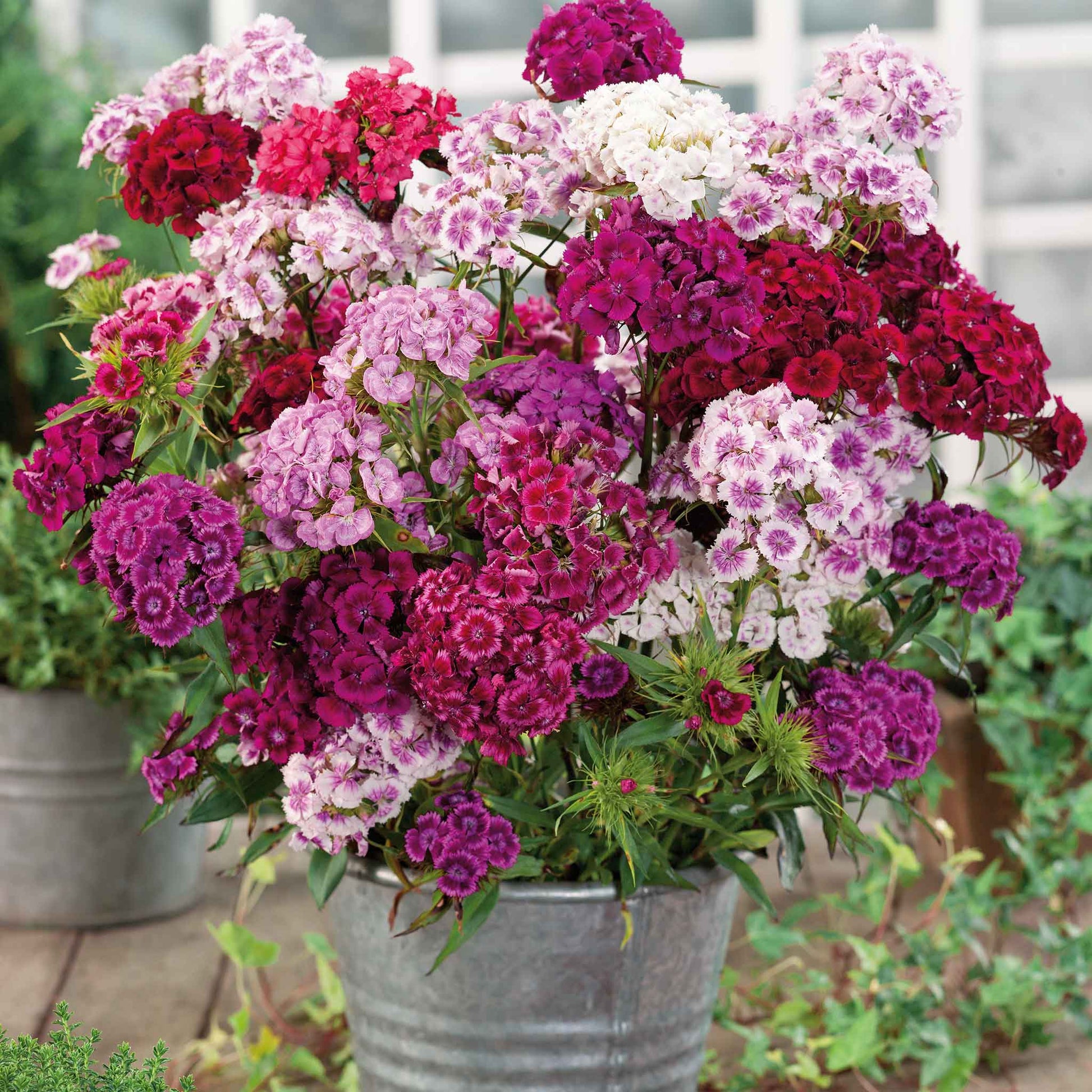 sweet william herald of spring