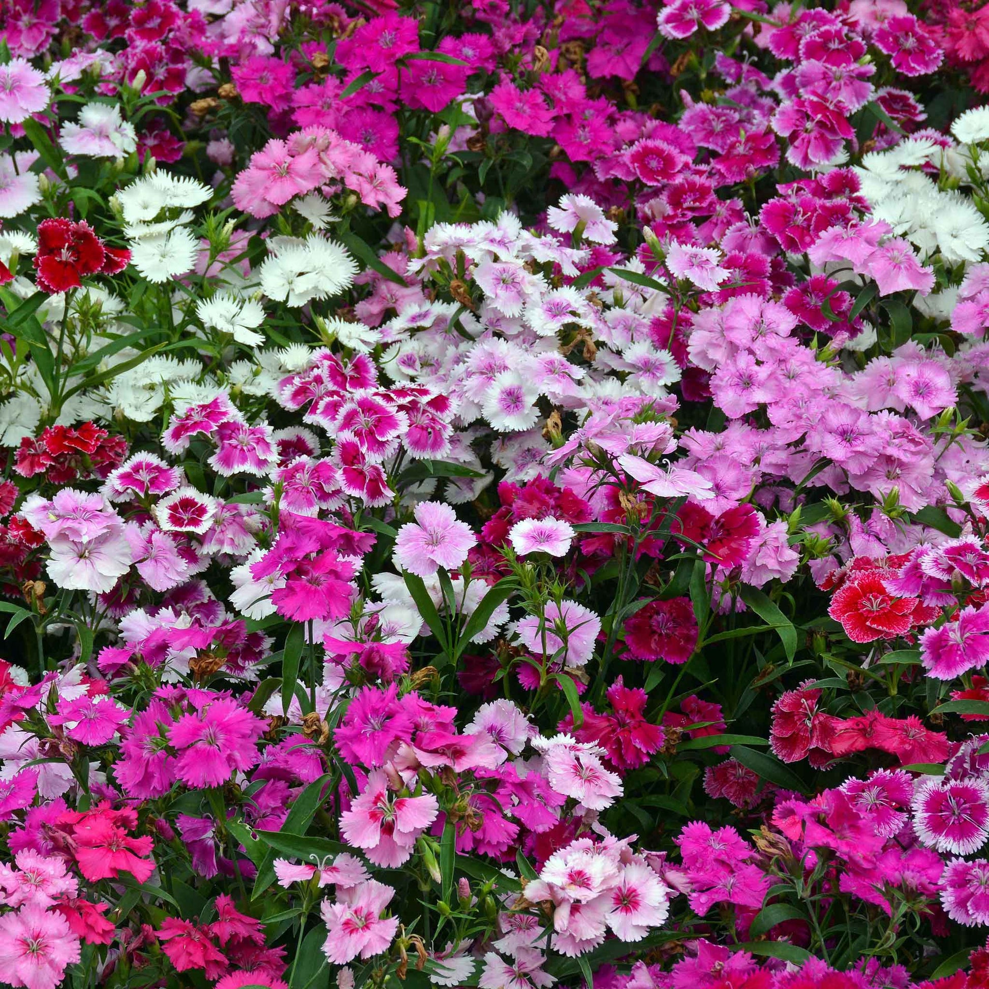 sweet william indian carpet mix