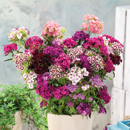 sweet william tall double mix