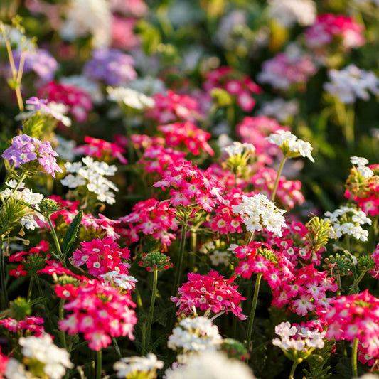 verbena compacta mix