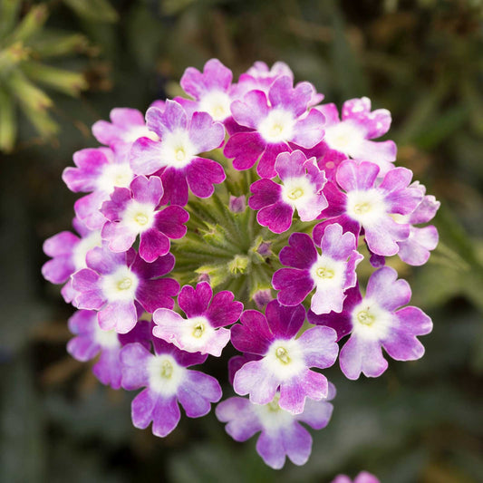 verbena obsession cascade twister violet