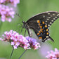 verbena purpletop