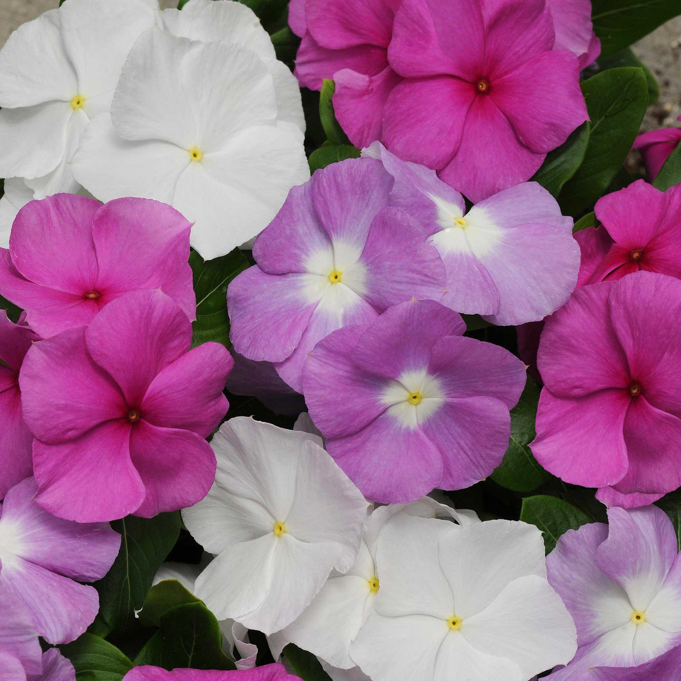 Bulk Vinca Seeds - Titan Summer Breeze Mix | Bulk Wildflowers