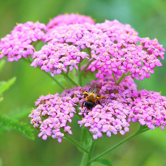 yarrow cerise queen