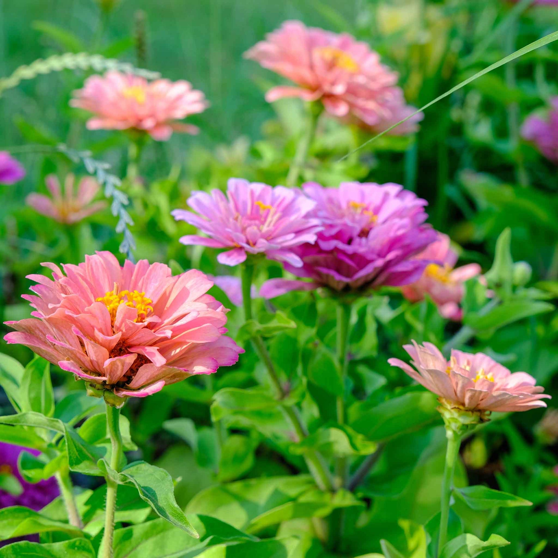 zinnia art deco