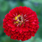 zinnia benary giant scarlet