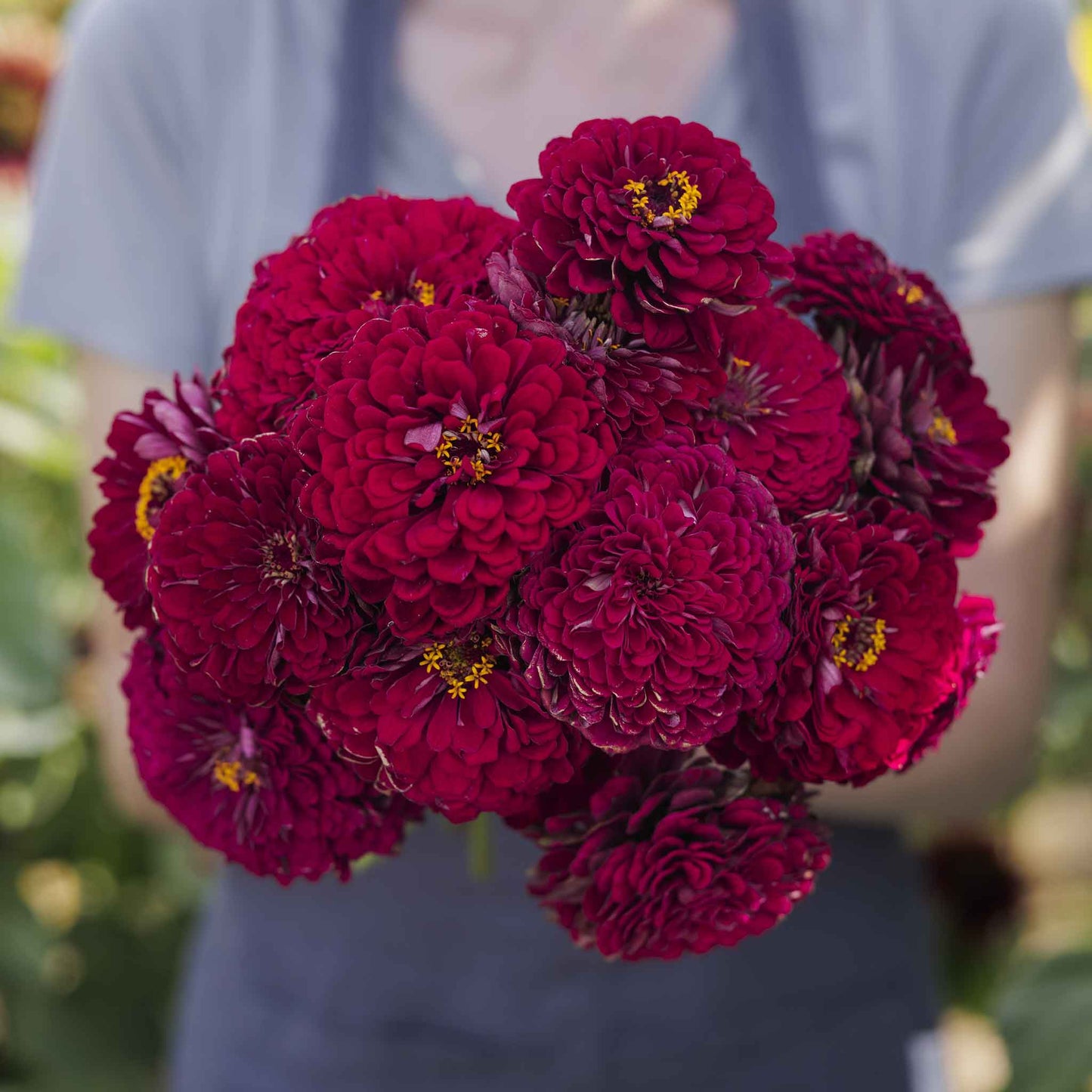 zinnia benary giant wine