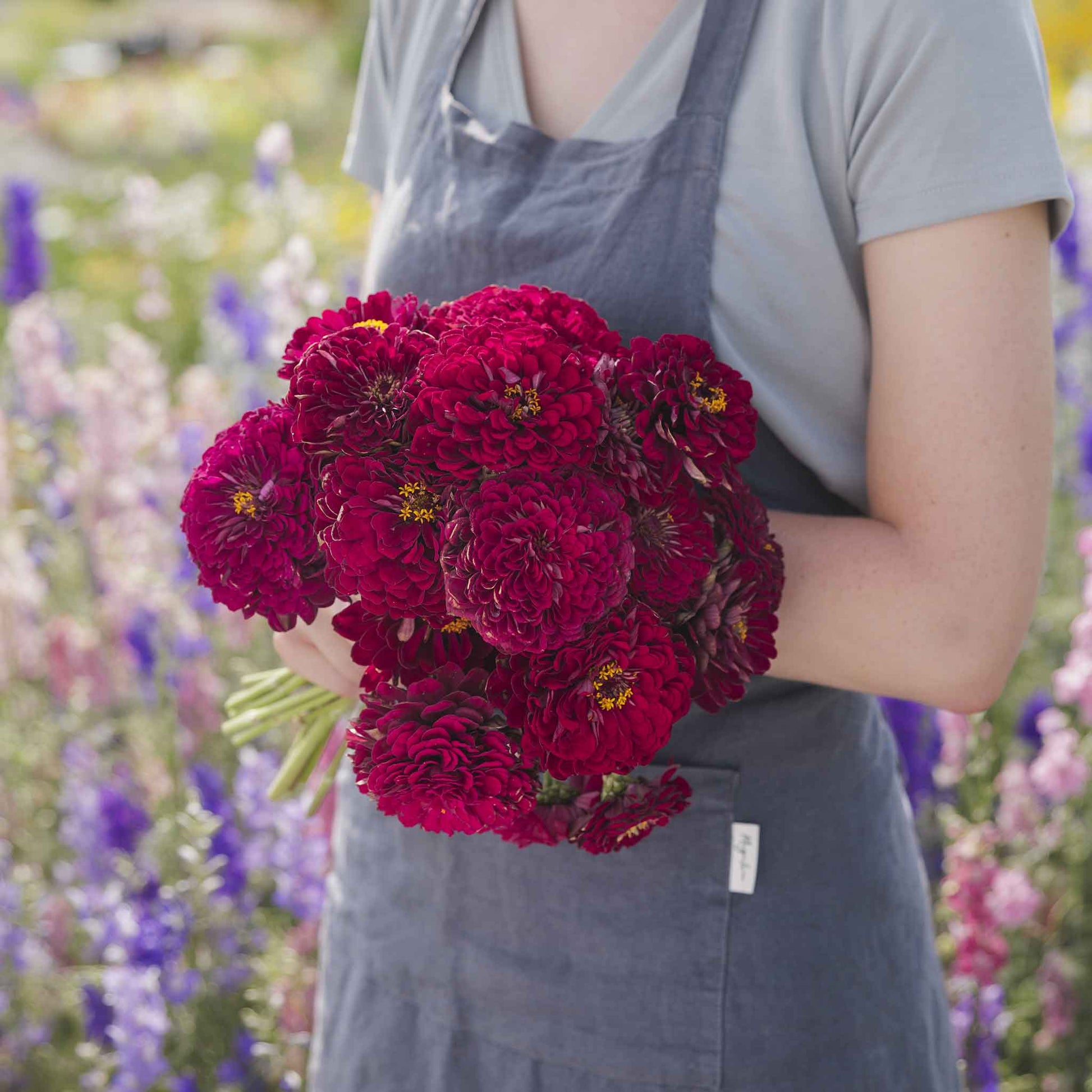 zinnia benary giant wine