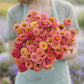 zinnia lilliput salmon