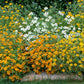 zinnia linearis mix | copyright: Floramedia UK Ltd