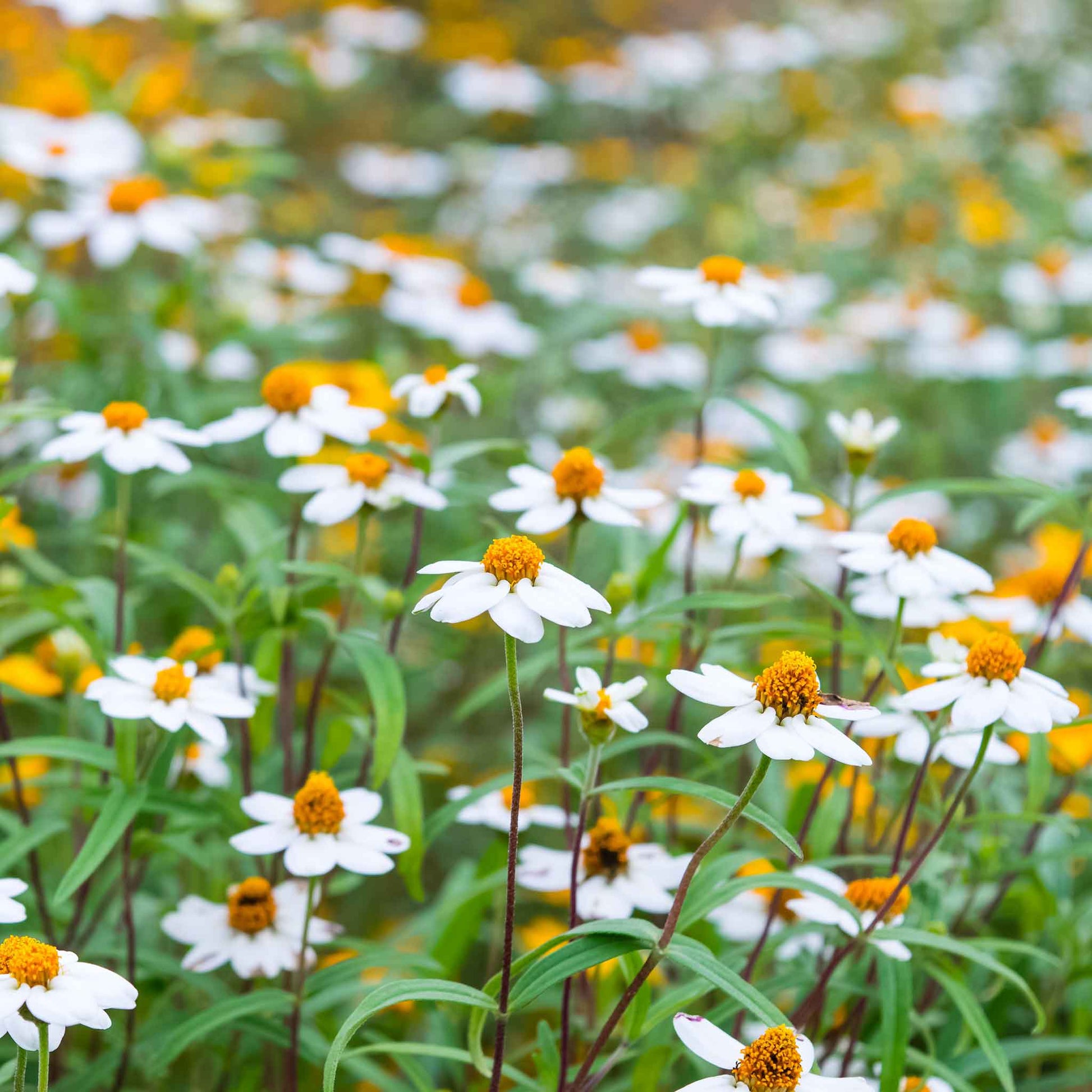 zinnia linearis mix