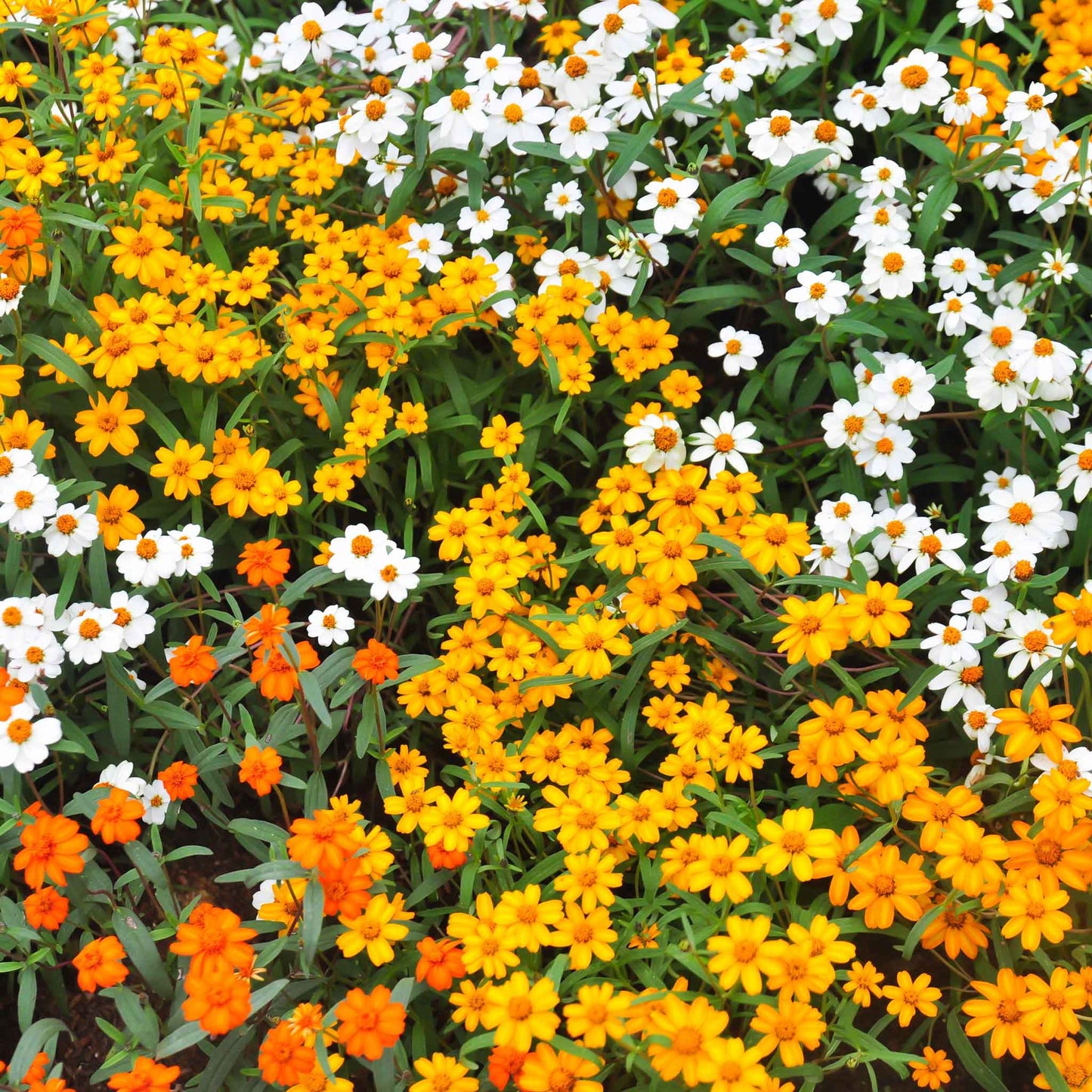 zinnia linearis mix