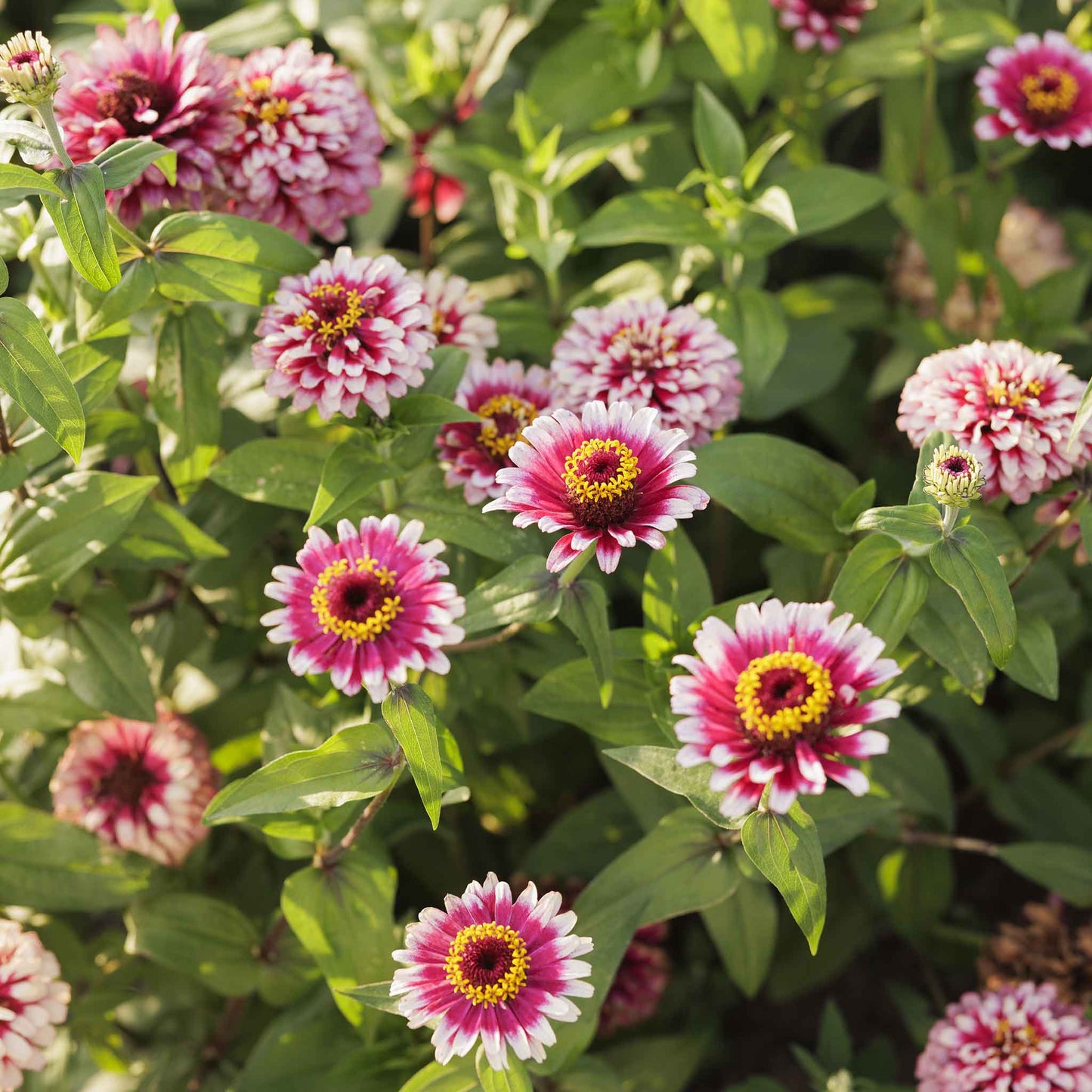 zinnia mazurkia