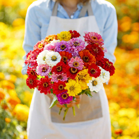 zinnia organic california giants