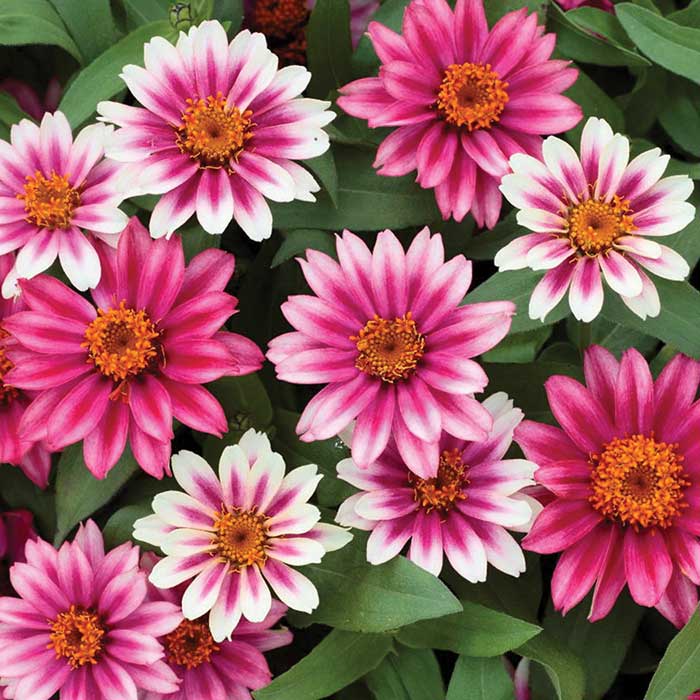 zinnia profusion cherry bicolor