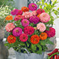 zinnia pulcino mix