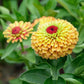 zinnia queen lime orange