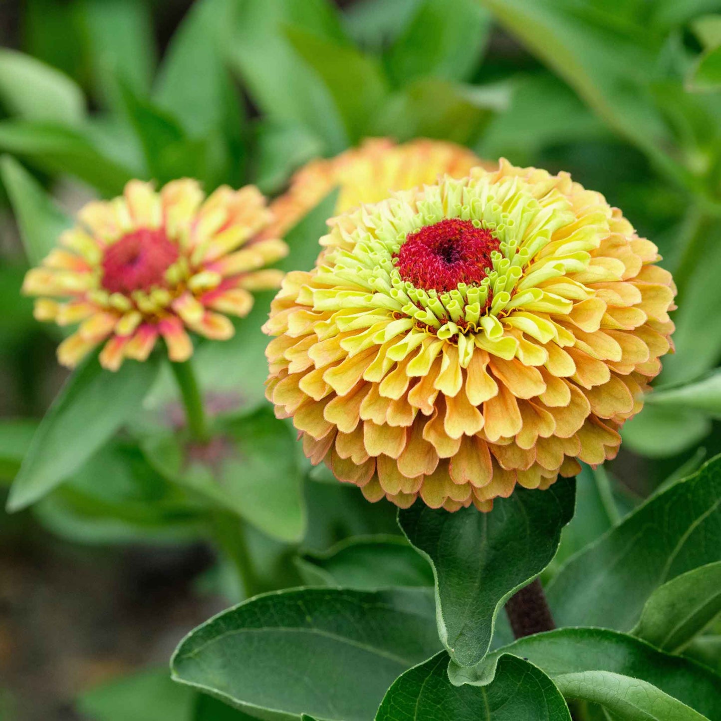 zinnia queen lime orange