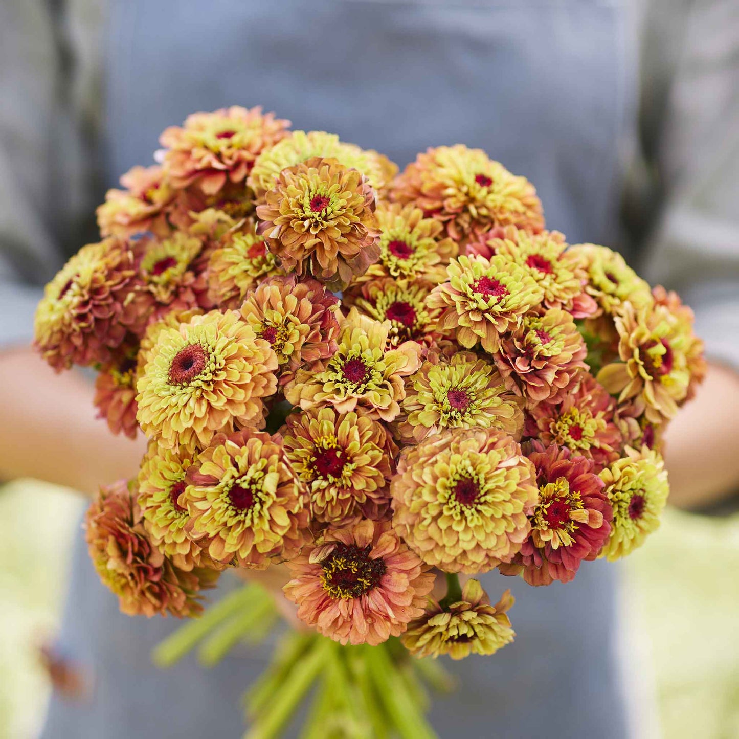 zinnia queen lime orange