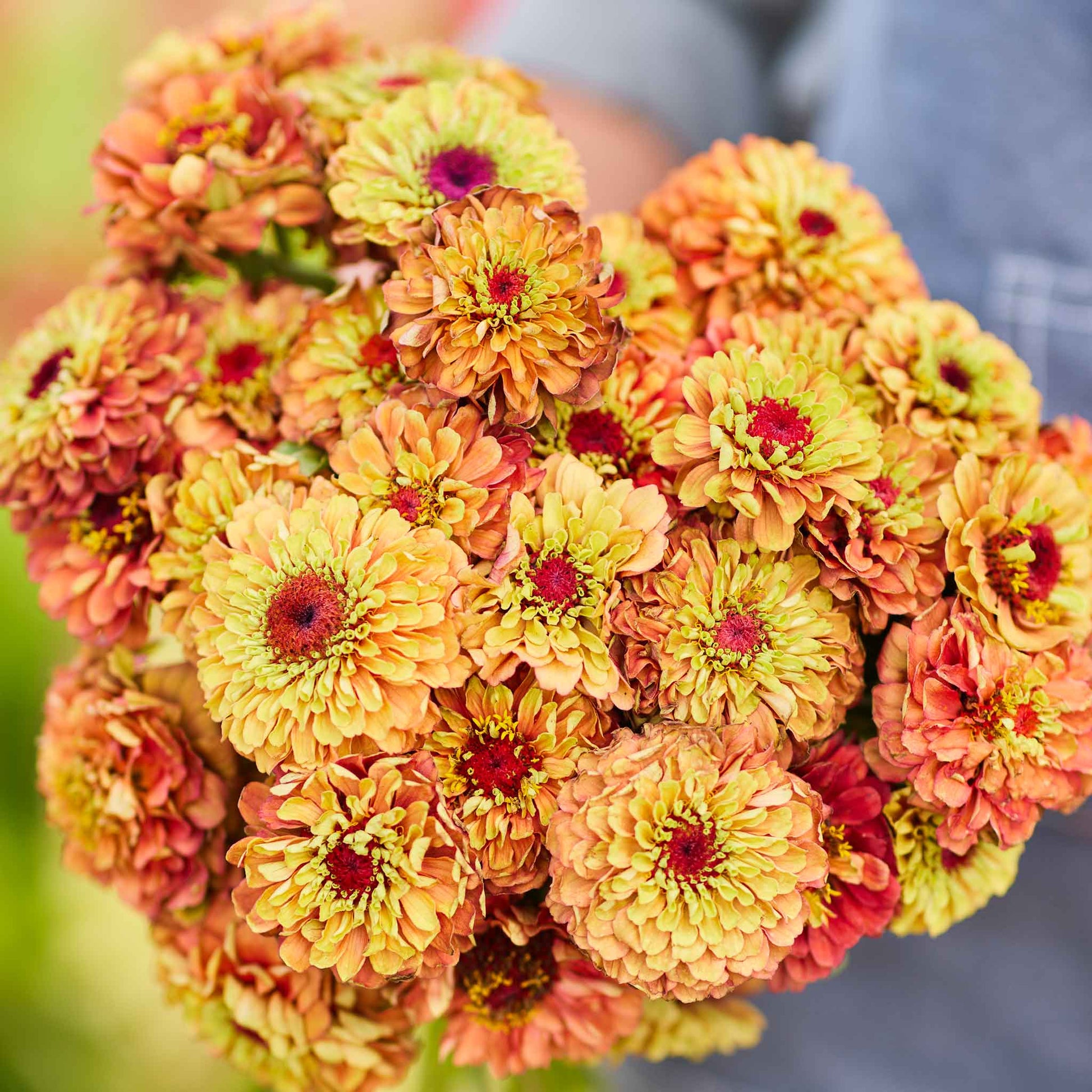 zinnia queen lime orange