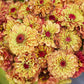 zinnia queen lime orange