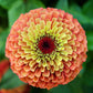 zinnia queen lime orange