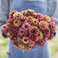 zinnia queen lime red