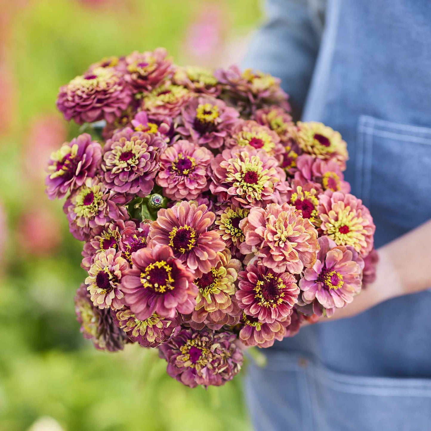 zinnia queen lime red