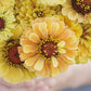 zinnia queeny lemon peach