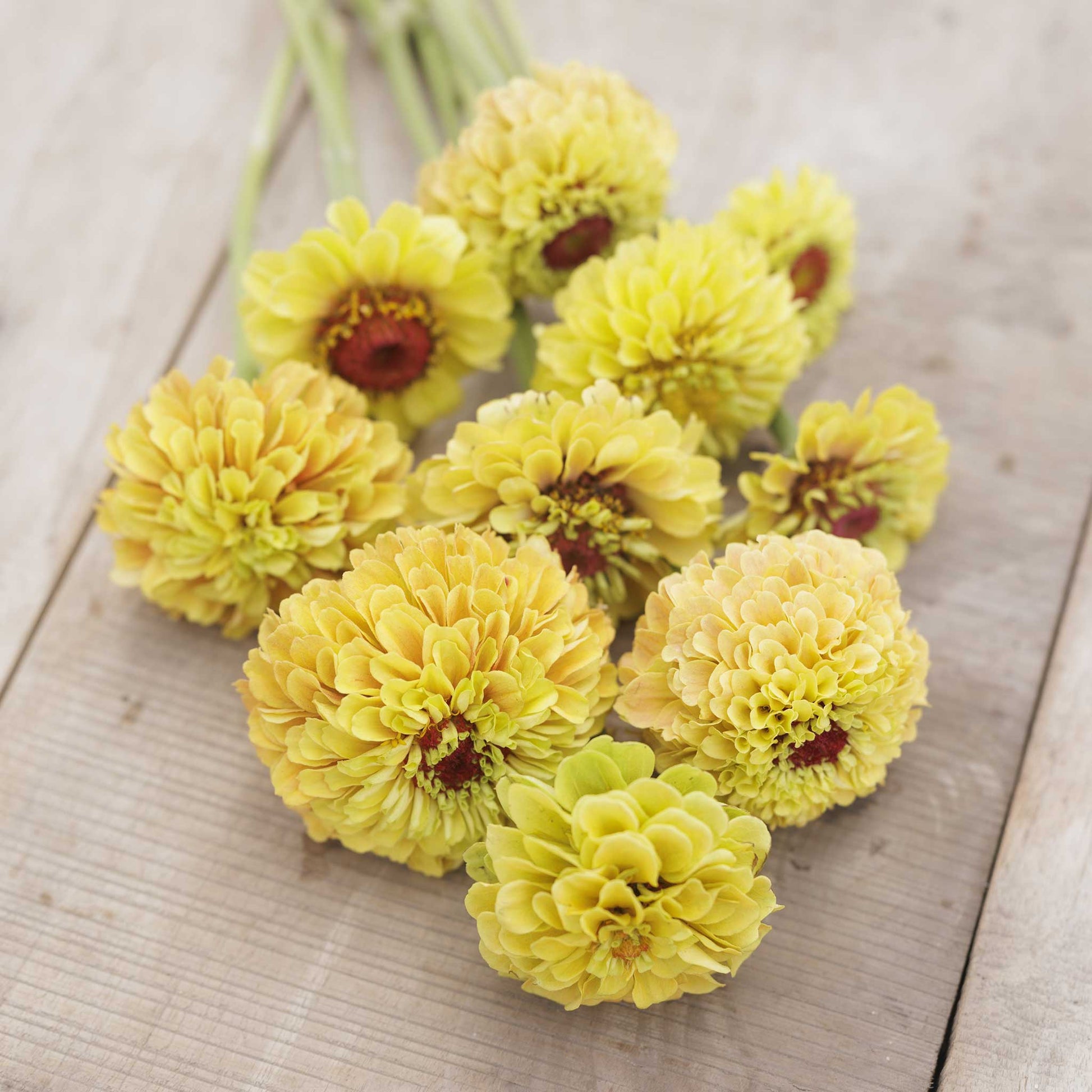 zinnia queeny lemon peach